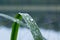 Raindrops on a long leaf