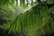 raindrops on lush ferns under tree canopy