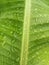 Raindrops make a fresh atmosphere on banana leaves