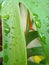 raindrops on monstera flower leaves