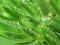 Raindrops on needles of a conifer