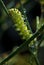 Raindrops on parsley worm