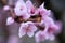 Raindrops on peach blossom petals, close-up, blurred background