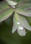 Raindrops on peony leaves