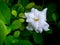 Raindrops Perched on The White Gardenia Flower