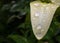 Raindrops on the petal of a yellow flower on a green