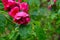 Raindrops on the petals of the red beautiful rose.