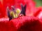 Raindrops on the petals of a tulips