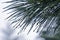 Raindrops on a pine branch