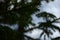 Raindrops on pine leaves. Macro photo. Coniferous tree branches in spring. Large drops of dew on spruce green needles