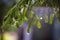 Raindrops on pine leaves. Macro photo. Coniferous tree branches in spring. Large drops of dew on spruce green needles. Young small