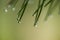 Raindrops on Pine Needles