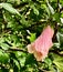 Raindrops on a pink blossom Jenningsville Pennsylvania