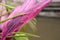 Raindrops on pink leaves, primary Rainforests, French Guiana