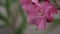 Raindrops on a pink oleander flower. Close-up