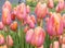 Raindrops on Pink and Orange Tulips