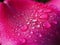 Raindrops on Pink Tulip Petal