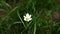 Raindrops, Rain lily, White Zephyranthes garden blooming