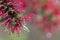 Raindrops on Red Bottlebrush bloom in MACRO