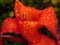 Raindrops on a red Canna lily