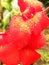 Raindrops on red Canna lily