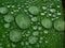 Raindrops on a red Canna lily leaf