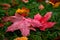 Raindrops on Red Maple Leaves in Autumn