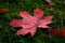 Raindrops on Red Maple Leaves in Autumn