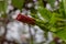 Raindrops with reflection on a hibiscus bud