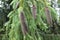 Raindrops remained on cones and needles evergreen spruce