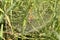 Raindrops remained on a web that hangs on the grass