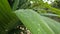 raindrops remaining on palm fronds