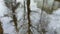 Raindrops rippling in a puddle with tree reflection. Abstract Nature Background