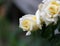 Raindrops on rose