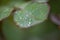 Raindrops on a rose leaf macro photography in summertime