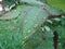 Raindrops on rose leaves.