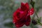 Raindrops rose summer in the garden red, background