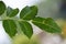 Raindrops on rosebush leaves