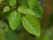 Raindrops on Roses ... Leaves, that is. A trinity of rose leaves with droplets of water after the rain.