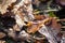 Raindrops on rotten leaves