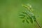 Raindrops on rowan leaves, European mountain ash