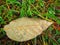 Raindrops on a single brownish leaf in the grass