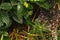 Raindrops on spiderweb in grass. Water drops on spider net. Summer landscape, close up. Mint leaves with water droplet.