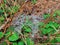 Raindrops on a Spiderweb Over Pine needles and Lemon-balm Melissa officinalis