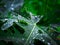 Raindrops sticking on Papaya green leaf.