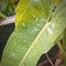 raindrops sticking to a green leaf