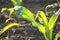 Raindrops on Sunlit Corn Leafs