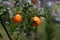 Raindrops on the tangerines, mandarins