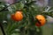 Raindrops on the tangerines, mandarins