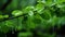 raindrops on a tree branch with green leaves